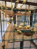 Kanaries, Dieren en Toebehoren, Vogels | Kanaries, Meerdere dieren, Kleurkanarie