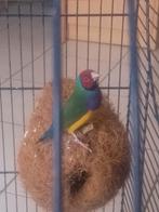 Gouldamadine man ( eventueel met kooi ook te koop), Dieren en Toebehoren, Mannelijk, Tropenvogel, Geringd