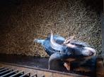 Hermelijn bokje . Word 2jaar, Dieren en Toebehoren, Schapen, Geiten en Varkens, Mannelijk, Geit, 0 tot 2 jaar