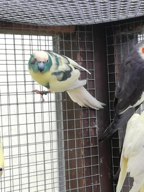 Divers oiseaux (calopsitte- kakariki- bourke), Animaux & Accessoires, Oiseaux | Perruches & Perroquets, Perruche, Plusieurs animaux