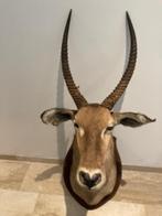 Opgezette Waterbok kop, Ophalen, Gebruikt, Overige soorten, Gewei of Kop