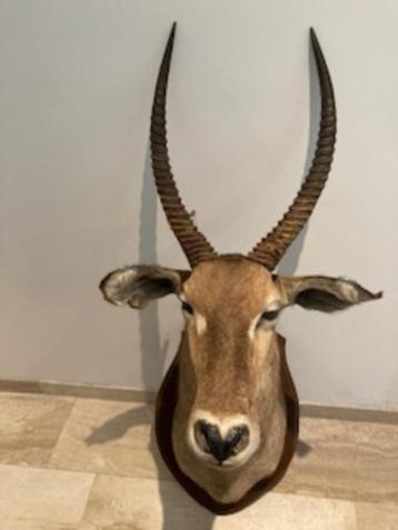 Opgezette Waterbok kop beschikbaar voor biedingen