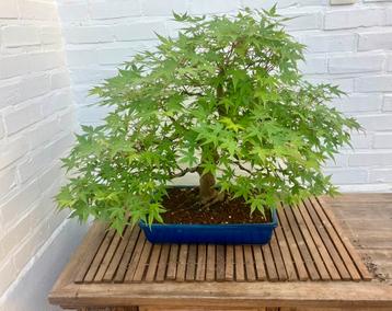 Acer palmatum bonsai, Tuin en Terras, Planten | Tuinplanten, Volle zon, Vaste plant, Bloeit niet, Ophalen