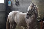 Ter dekking PRE hengst, Dieren en Toebehoren, Paarden, Hengst