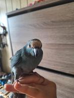 Handtamme kakaraki, Dieren en Toebehoren, Vrouwelijk, Papegaai, Tam