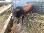 Parthenais stier, Dieren en Toebehoren, Runderen