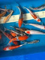 Uitverkoop Japanse koi, Dieren en Toebehoren, Vissen | Vijvervissen, Karper of Koi