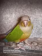 Pyrrhura, Dieren en Toebehoren, Vogels | Parkieten en Papegaaien, Geringd