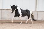 Super mooie Barock pinto bonte fries, Dieren en Toebehoren, Paarden