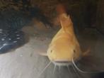 Albino redtail catfish 50 CM, Dieren en Toebehoren, Vissen | Aquariumvissen