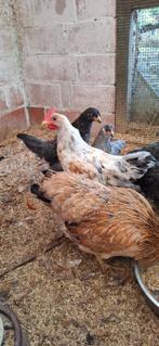 10 weken oude haantje, Dieren en Toebehoren, Pluimvee, Mannelijk, Kip