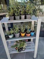 Tuinplanten in pot., Tuin en Terras, Ophalen