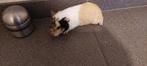3 cavia's, geboren 29 november 2025, Dieren en Toebehoren, Knaagdieren, Cavia, November, Meerdere dieren, Tam