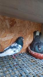 Mooie Koppel hogevlieger(Pakistan duiven)Antwerpen, Dieren en Toebehoren, Vogels | Duiven