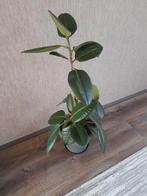 Kamerplant (Ficus), Huis en Inrichting, Kamerplanten, 100 tot 150 cm, Ficus, Halfschaduw, Ophalen