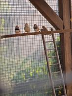 Zebravink man te koop, Dieren en Toebehoren, Vogels | Overige Vogels