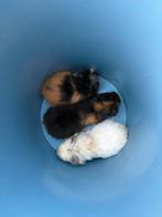 Cavia beertjes, Dieren en Toebehoren, Knaagdieren, Augustus, Mannelijk, Cavia