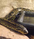 Anaconda jaune, Animaux & Accessoires, Autres accessoires pour animaux