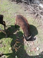 Soay schaap ram te koop of te ruil., Mars, Mâle