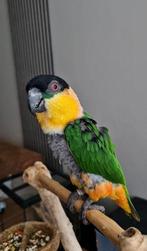 SUPER Tamme Zwartkop Caique Man, Mannelijk, Papegaai, Pratend