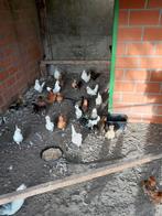 Watermaalse krielen, Dieren en Toebehoren