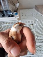 Distelvinken/Putters/Chardonneret 2023, Dieren en Toebehoren, Vogels | Overige Vogels, Vrouwelijk, Wildzangvogel, Geringd