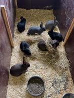 Dwergkonijnen te koop, Meerdere dieren, Dwerg, 0 tot 2 jaar