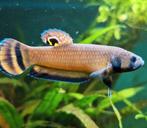 Betta Macrostoma Koppel, Dieren en Toebehoren, Vis, Zoetwatervis