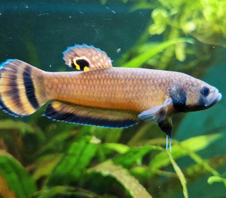 Betta Macrostoma Koppel, Dieren en Toebehoren, Vissen | Aquariumvissen, Zoetwatervis, Vis