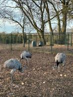 Nandoes, Dieren en Toebehoren, Meerdere dieren, Overige soorten