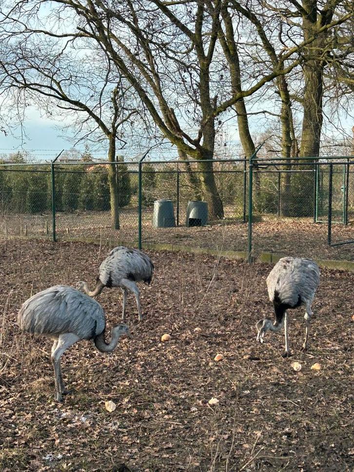 Nandoes, Dieren en Toebehoren, Pluimvee, Overige soorten, Meerdere dieren