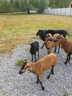 Kameroen schaap bok bruin, Dieren en Toebehoren, Schapen, Geiten en Varkens, Mannelijk, Schaap, 0 tot 2 jaar