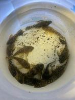 Kweekgroepen L 134 & L333, Dieren en Toebehoren, Vissen | Aquariumvissen, Zoetwatervis