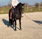 Halve stal aangeboden, Dieren en Toebehoren, Merrie