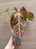 Anthurium dark crystallinum x, Enlèvement ou Envoi