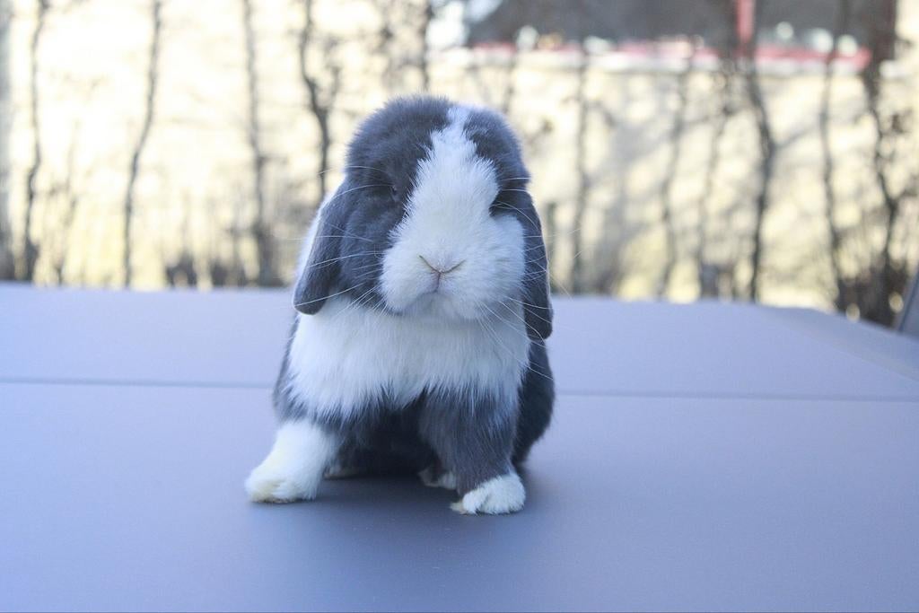 Minilop nestjes verwacht, Animaux & Accessoires, Lapins, Nain, Plusieurs animaux, 0 à 2 ans, Oreilles tombantes