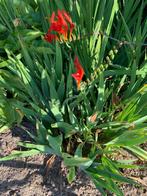 Crocosmia, Tuin en Terras, Planten | Tuinplanten, Ophalen