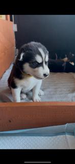 Siberische husky pup(nog maar 1 beschikbaar voor reservatie), Dieren en Toebehoren, België, Fokker | Hobbymatig, 8 tot 15 weken