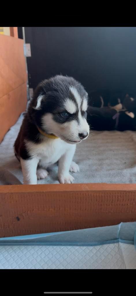 Siberische husky pup(nog maar 1 beschikbaar voor reservatie), Dieren en Toebehoren, Honden | Poolhonden, Keeshonden en Oertypen