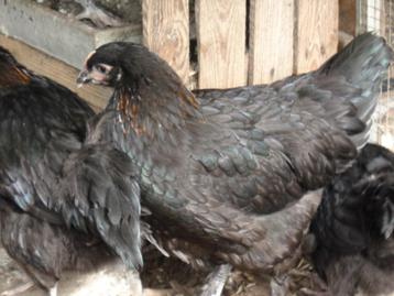 kippen : Marans beschikbaar voor biedingen
