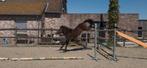 2 j BRP pony , toppertje ., Dieren en Toebehoren, Pony's, B, Springpony