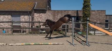 2 j BRP pony , toppertje .  beschikbaar voor biedingen