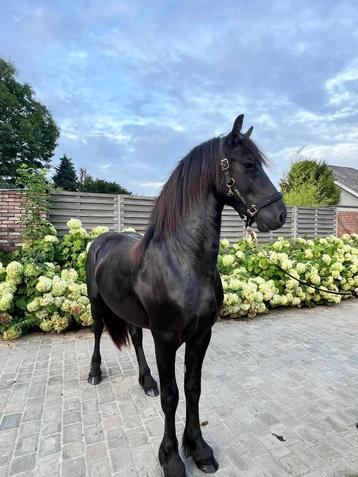 3-jarige Friese hengst, Dieren en Toebehoren, Paarden, Gechipt, Hengst, 3 tot 6 jaar, Onbeleerd