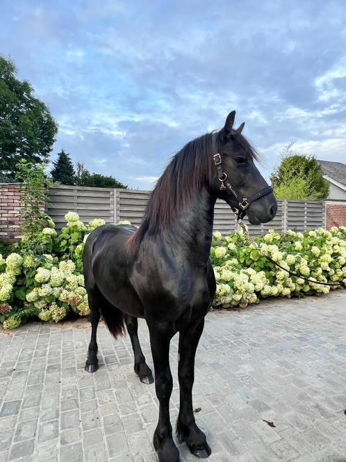 3-jarige Friese hengst, Dieren en Toebehoren, Paarden, Hengst, Onbeleerd, 165 tot 170 cm, 3 tot 6 jaar, Gechipt, Ontwormd, Ingeënt