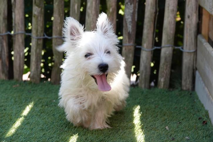 Westie pups (west highland white terriër), Dieren en Toebehoren, Honden | Jack Russells en Terriërs, Meerdere dieren, Overige rassen