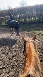 DRINGEND Halve stal, Dieren en Toebehoren, Paarden