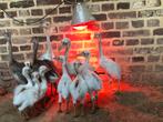 Nandou kuikens, Dieren en Toebehoren, Pluimvee, Meerdere dieren