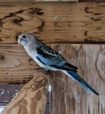 2 Rosella's beschikbaar voor biedingen