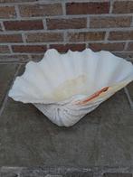 Schelpen, Huis en Inrichting, Keuken | Servies, Ophalen, Gebruikt