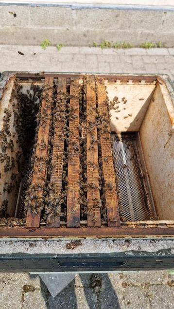 5 raams bijenvolk op simplex, Abeilles